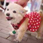 5. PhilanthroFest’s New Mascot_IMG_5476