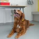 Miami, Florida. USA. February 3rd, 2013. Dog Daycare. “Bailey” Birthday Boy