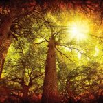 Dazzling-Creation_3769098