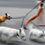 Pet-Stride_11711819