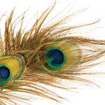 Unique-Beauty_9367514-peacock-feathers-over-white