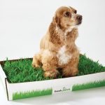 Doggie-Relief