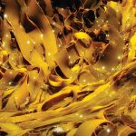 KElp-Help