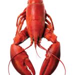LOBSTER-FARE_2859969