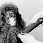 Grooming paw of a black poodle