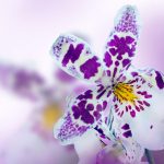 14407661 – orchid in the diffuse background of lilac