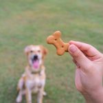 Dog Waiting for Treat