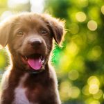 puppy portrait with bokeh