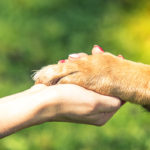 hand holding dog paw, relationship and love concept