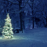 Christmas Tree in Snow
