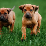 Adorable little Rhodesian Ridgeback puppies playing together in garden. Funny expressions in their faces. The little dogs are five weeks of age.