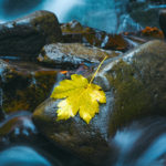 Yellow autumnal maple leaf lie at wet stones. Long exposure photo. Slow shutter speed photography of waterfall and water. Beautiful forest nature at autumnal season concept.