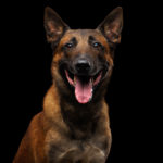 Belgian Shepherd Dog malinois