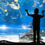 Cute boy watches fishes in aquarium