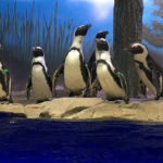 Miami Seaquarium Penguin Isle