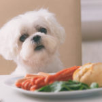 Cute dog asking for food