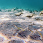 Sandy bottom, fish swimming underwater