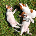 Cute puppies playing outdoors