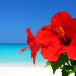 39747847 – hibiscus and sea