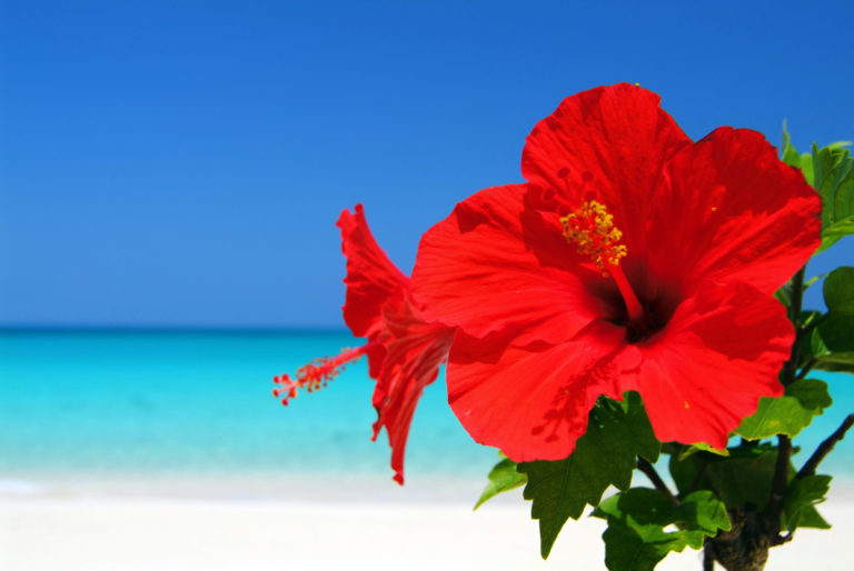 The name “Florida” comes from the Spanish word “florido” which means “full of flowers” — and Miami definitely lives up to its namesake this season as the tropical foliage begins to bloom.