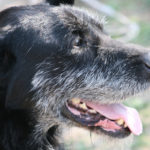 11916520 – an old dog