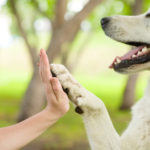 21657548 – give me five – dog pressing his paw against a woman hand