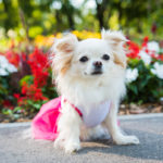 Small longhair Chihuahua dog enjoy walking