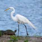 Great Egret (Ardea alba) nesting in the Florida Everglades with a turtle