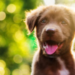 labrador puppy portrait with bokeh