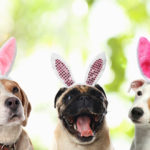 Collage with different dogs on white background. Banner design