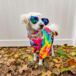 Dog dressed up like a hippie