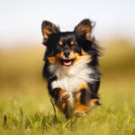 Running chihuahua