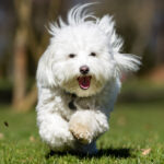 Coton de Tulear dog running outdoors in nature