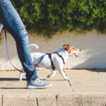 Dog walker strides with his pet on leash while walking at street