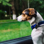 Dog peeking in from the open window of the car.