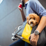 Handsome business man on street drinking coffee with dog