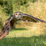 A beautiful, huge European Eagle Owl flying low over fields and