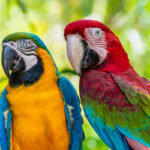 Closeup face of Macaw colorful birds