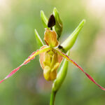 Close up of Phragmipedium longifolium, Rare Orchid