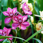 Pink boat orchids (Cymbidium devonianum) flowering plants in bot