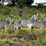 Page 3 and 4 Zebra_IMG_4361
