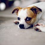Cute pet dog white Wait for the boss to return home. I sit in fr