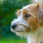 Cute Jack Russell Terrier close up face Outdoors.