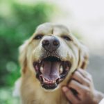 Golden retriever playing outdoors