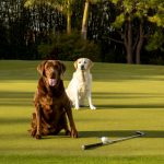 Dog Drool Photography – GeorgiaNJack2