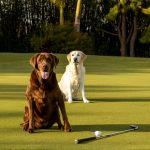 Dog Drool Photography – GeorgiaNJack2