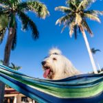 Four-Legged Therapists – IMG_9235