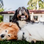 Four-Legged Therapists – IMG_9233