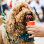 Pawtastic Party – DoggizenFoodFest39