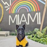 Stylish Pooches – IMG_20191206_151625-01